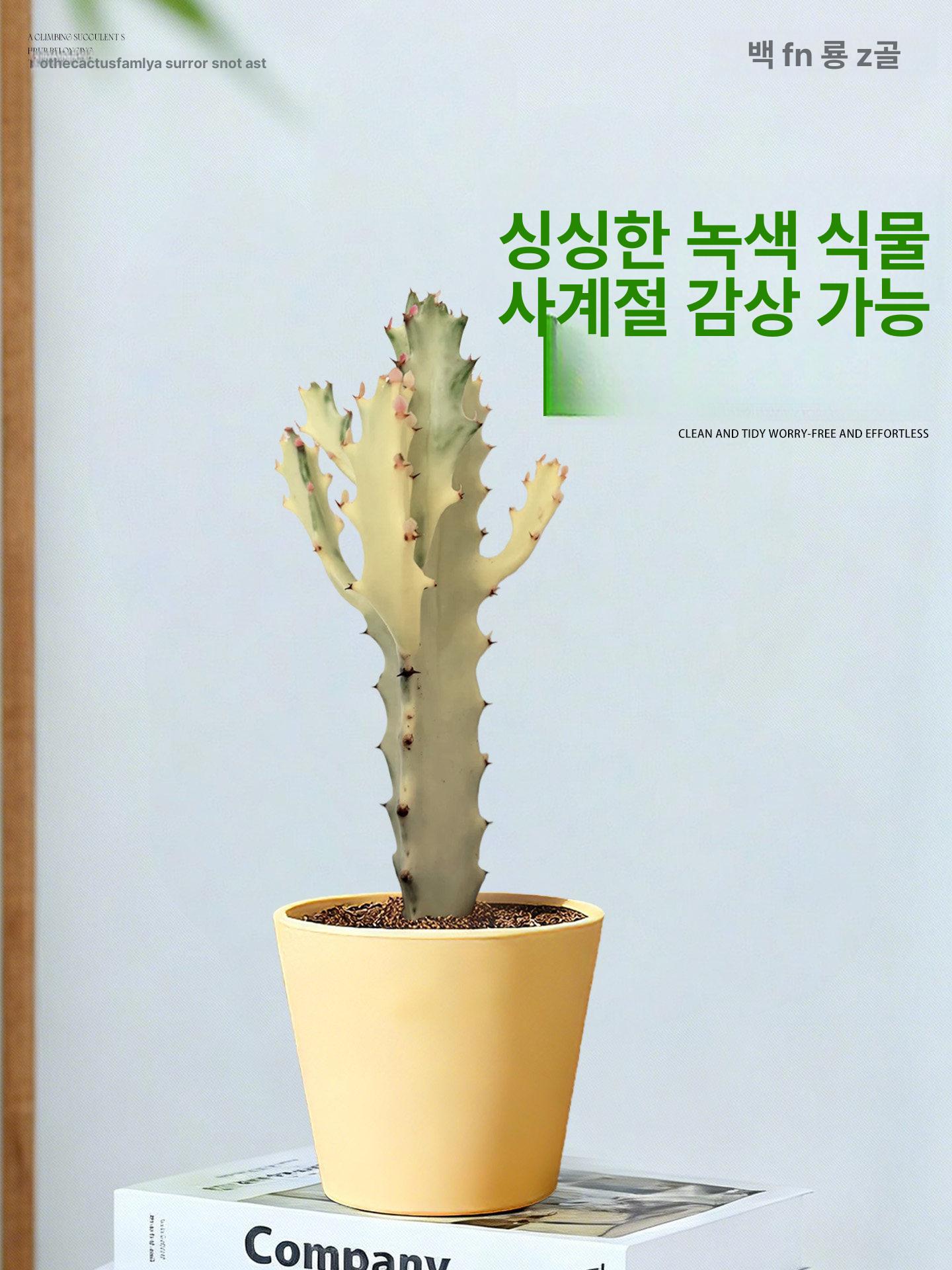 가짜 창문 소품 음식점 장식 벽걸이 월행잉 카페 촬영 화이트드래곤본 플라워+트와일라잇 화분 - 상세 이미지 4