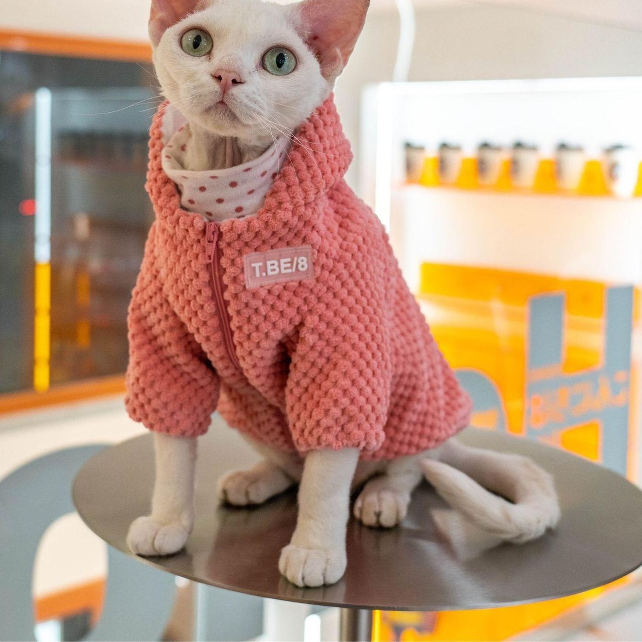 스핑크스 고양이 옷 데본 렉스 코니시 티셔츠 면 의류 - 상품 이미지