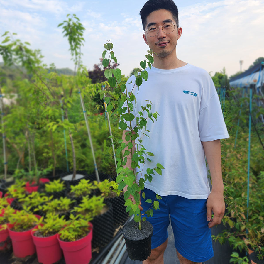 계수나무 2년 포트묘 이미지 7