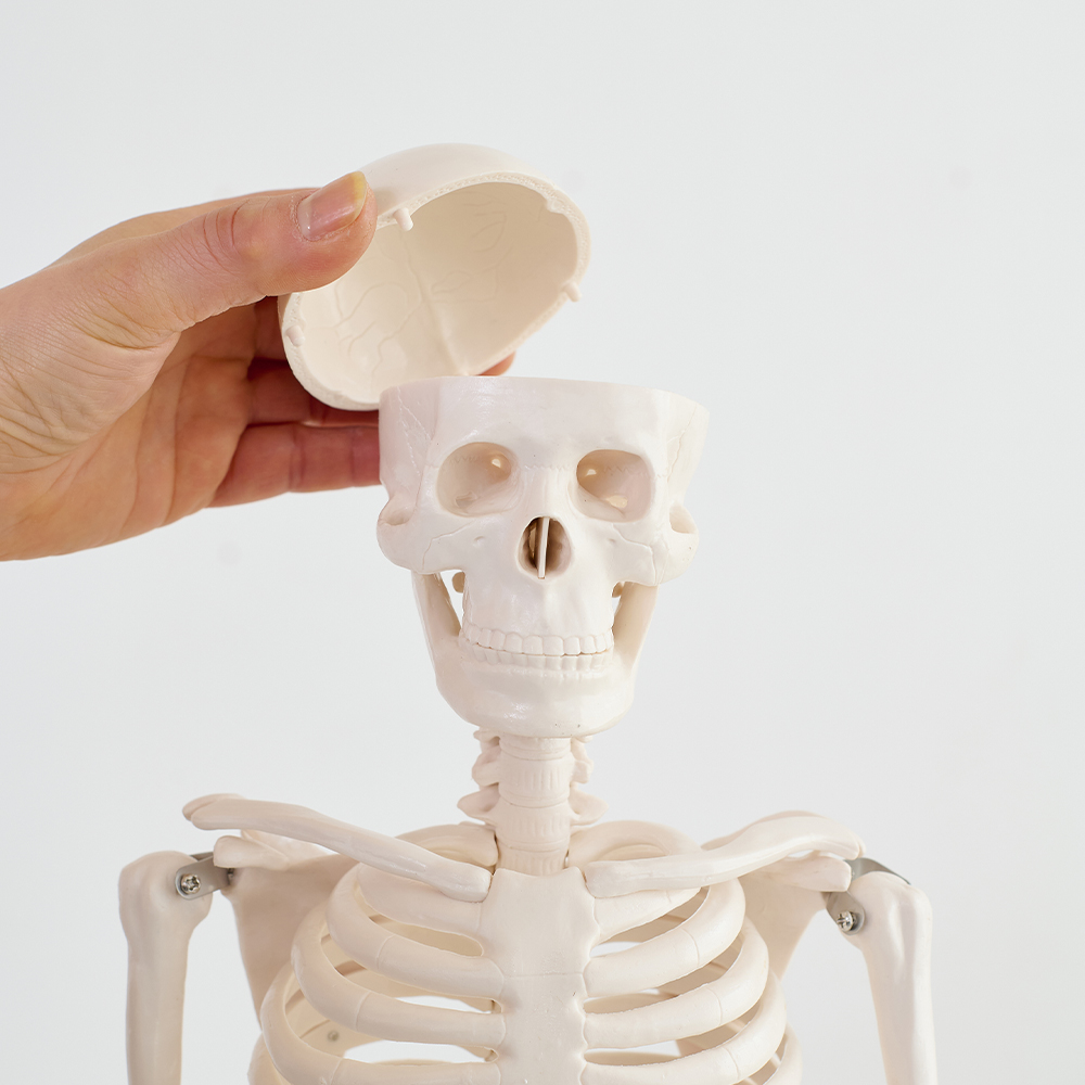 해골 모형 인체 해부도 뼈 골반 척추 해부학 85cm(무색) 이미지 4