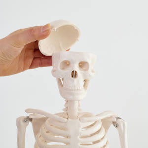 해골 모형 인체 해부도 뼈 골반 척추 해부학 85cm(무색) 실사용 후기 | 효과 있을까? - 상품 이미지 4