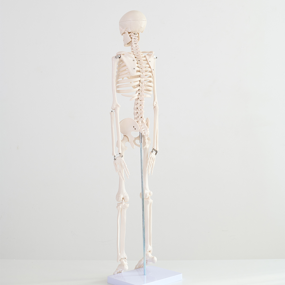 해골 모형 인체 해부도 뼈 골반 척추 해부학 85cm(무색) 이미지 3