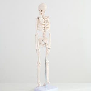 해골 모형 인체 해부도 뼈 골반 척추 해부학 85cm(무색) 실사용 후기 | 효과 있을까? - 상품 이미지 3