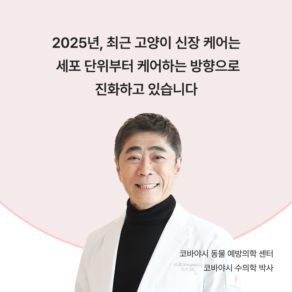 야옹섬 고양이 영양제 신장 인텐시브 세포 집중 케어 신부전 관리 2개월 60캡슐, 1개 이미지 2