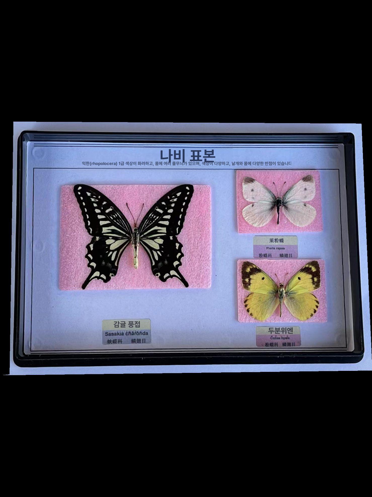 양자 측정기 전자기파 테스터 자기장 검출기 퀀텀 분석기 근접동물 표본 - 상세 이미지 4