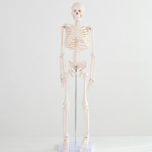 해골 모형 인체 해부도 뼈 골반 척추 해부학 85cm(무색) 실사용 후기 | 효과 있을까? - 상품 이미지 1