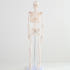 해골 모형 인체 해부도 뼈 골반 척추 해부학 85cm(무색) 실사용 후기 | 효과 있을까? 썸네일