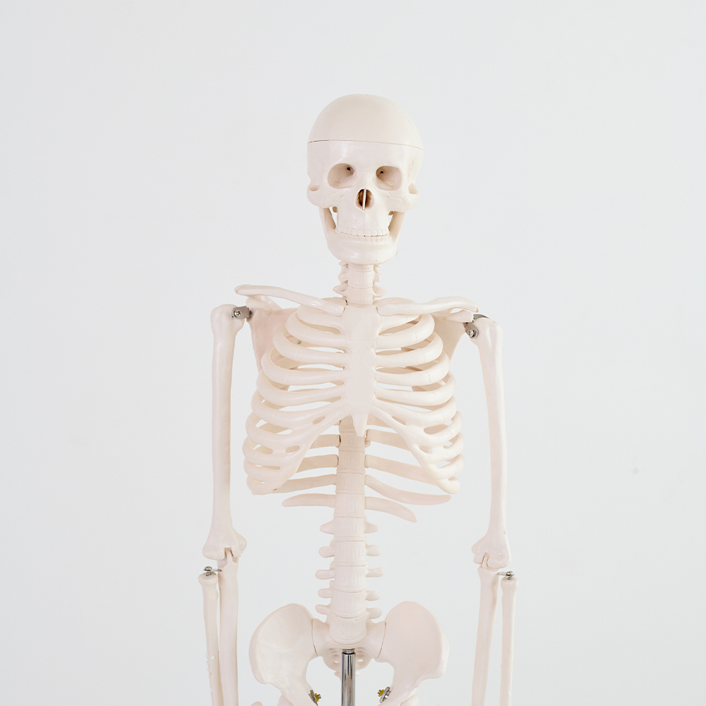 해골 모형 인체 해부도 뼈 골반 척추 해부학 85cm(무색) 이미지 2