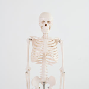 해골 모형 인체 해부도 뼈 골반 척추 해부학 85cm(무색) 실사용 후기 | 효과 있을까? - 상품 이미지 2
