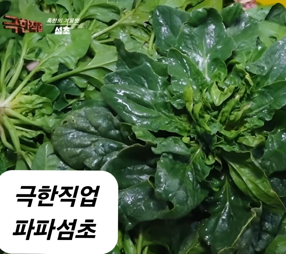 파파섬초 신안 비금도 섬초 고당도 명품 시금치 2kg 3kg 겨울 노지 아이반찬 이유식 이미지 2
