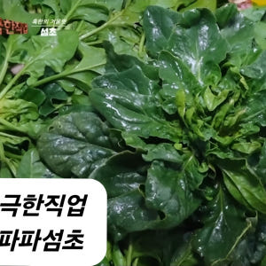 파파섬초 신안 비금도 섬초 고당도 명품 시금치 2kg 3kg 겨울 노지 ... 맛있게 먹은 솔직 후기 - 상품 이미지 2