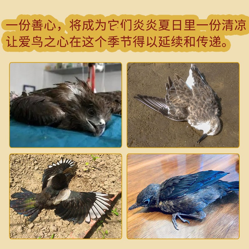 야외 새 모이통 인테리어 액세서리 베란다 참새 먹이통 모이주기 마당 걸이 급식기 새 모이통 - 상세 이미지 4