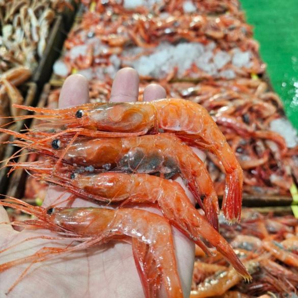 아마에비 단새우 아마애비 새우회 급냉 단새우회 홍새우 냉동 초밥 초밥용 횟감 500g 이미지 6