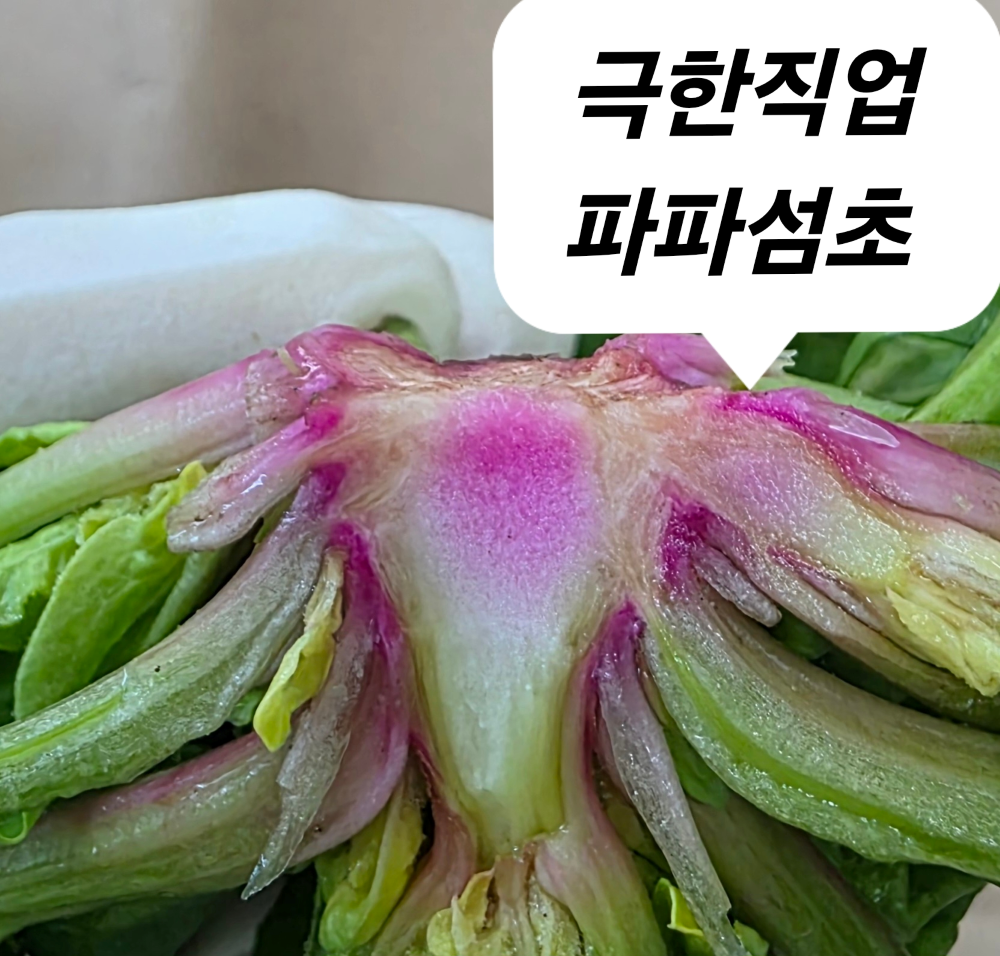 파파섬초 신안 비금도 섬초 고당도 명품 시금치 2kg 3kg 겨울 노지 아이반찬 이유식 제품 이미지