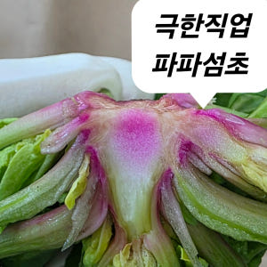 파파섬초 신안 비금도 섬초 고당도 명품 시금치 2kg 3kg 겨울 노지 ... 맛있게 먹은 솔직 후기 - 상품 이미지 1