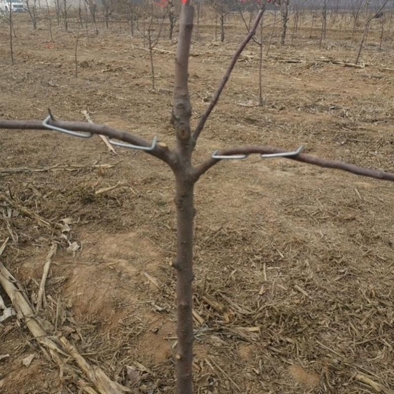 묘목 지지대 나무 고정 포도용 원예용 과실수 가지지지 M형 8cm 0.5kg 약 50개 - 상품 이미지