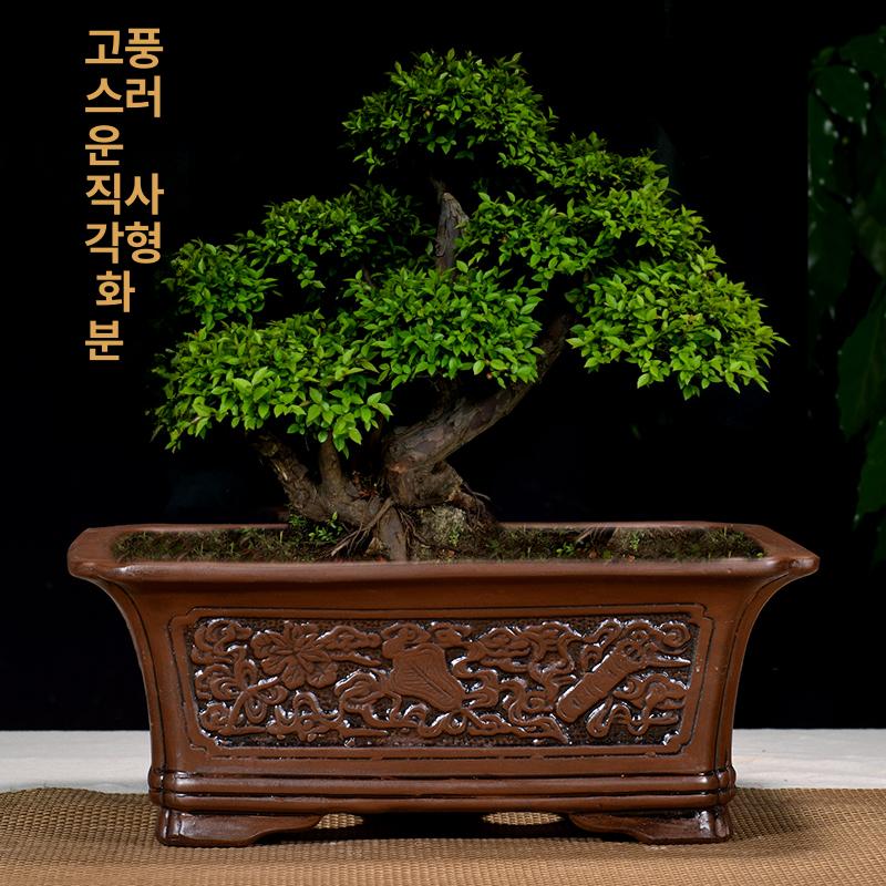 조경 소나무 기념식수 전원주택 특수목 관상수 분재형 소형 원형 자기토 사진과 동일 - 상세 이미지 2