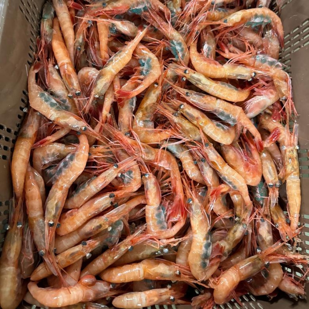 아마에비 단새우 아마애비 새우회 급냉 단새우회 홍새우 냉동 초밥 초밥용 횟감 500g 이미지 7