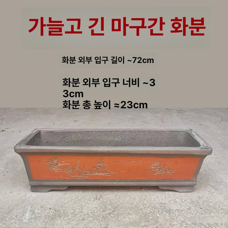 조경 소나무 기념식수 전원주택 특수목 관상수 분재형 소형 원형 자기토 사진과 동일 - 상세 이미지 3