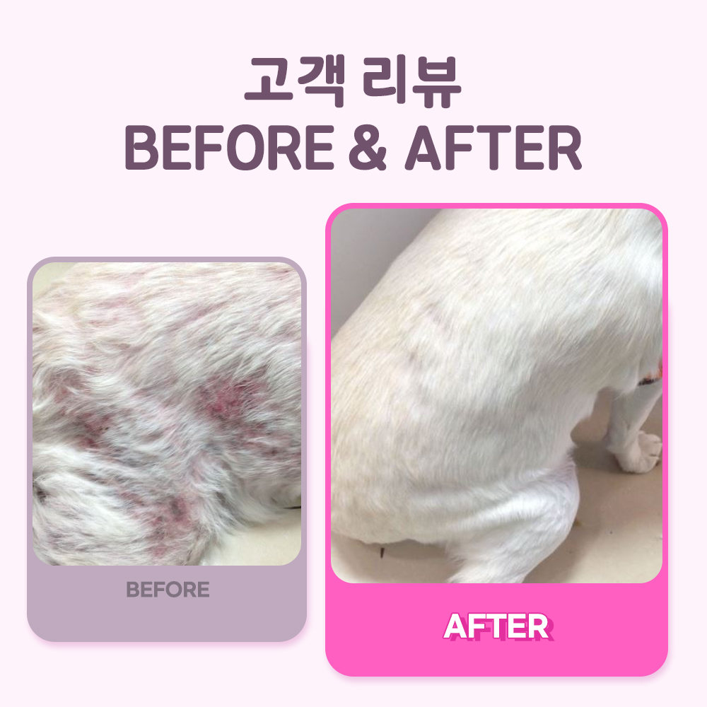 강아지 영양제 추천 면역력과 피부관리 꿀팁 펫또마망 프리미엄 후기와 선택법