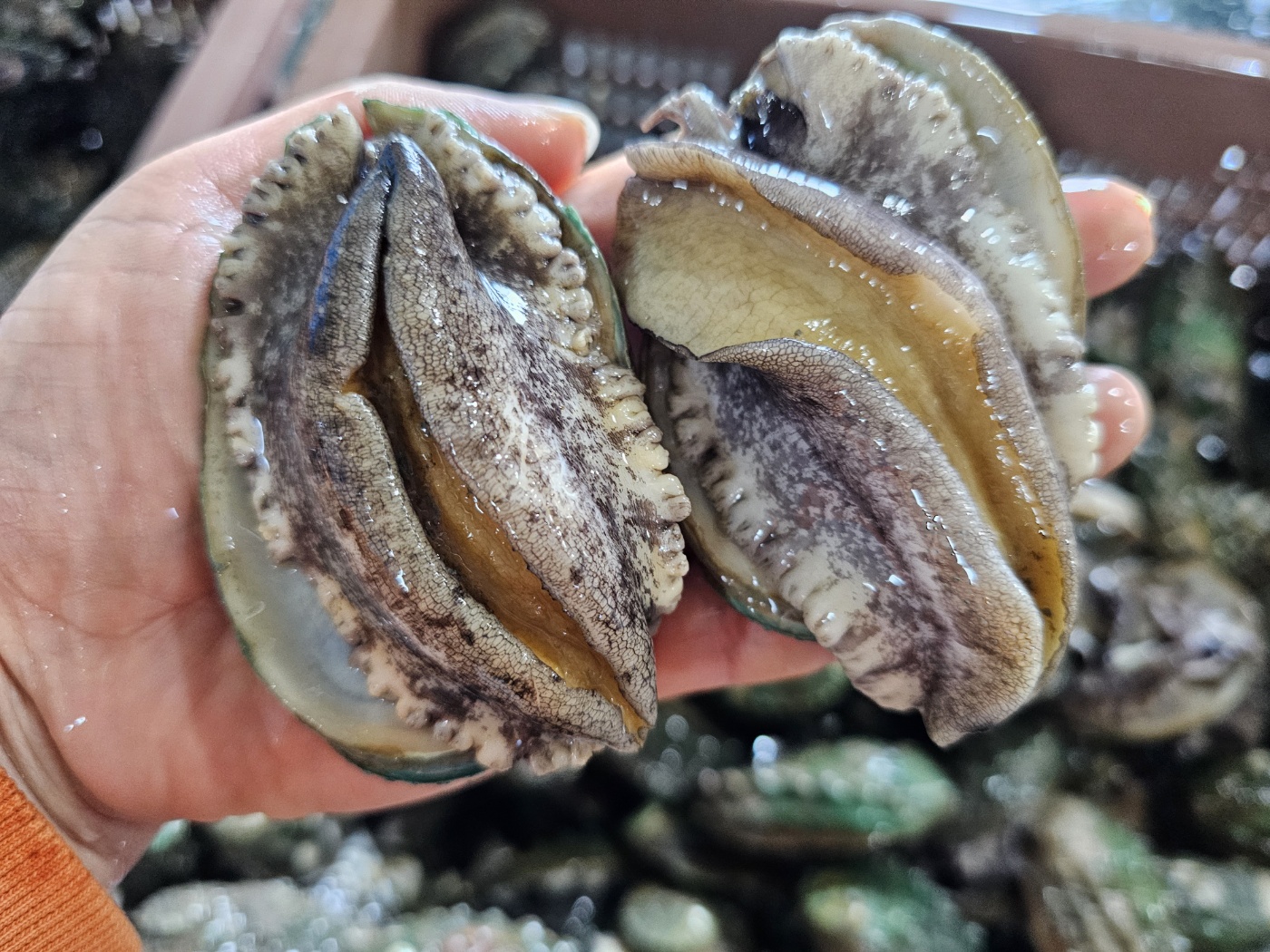 완도 국산 생 활 전복 횟감용 산소포장 특대 1kg 외 - 상품 이미지