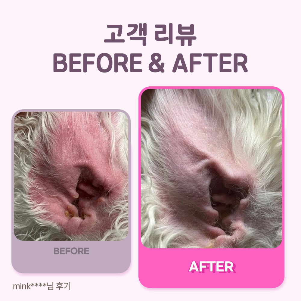 강아지 영양제 추천 면역력과 피부관리 꿀팁 펫또마망 프리미엄 후기와 선택법