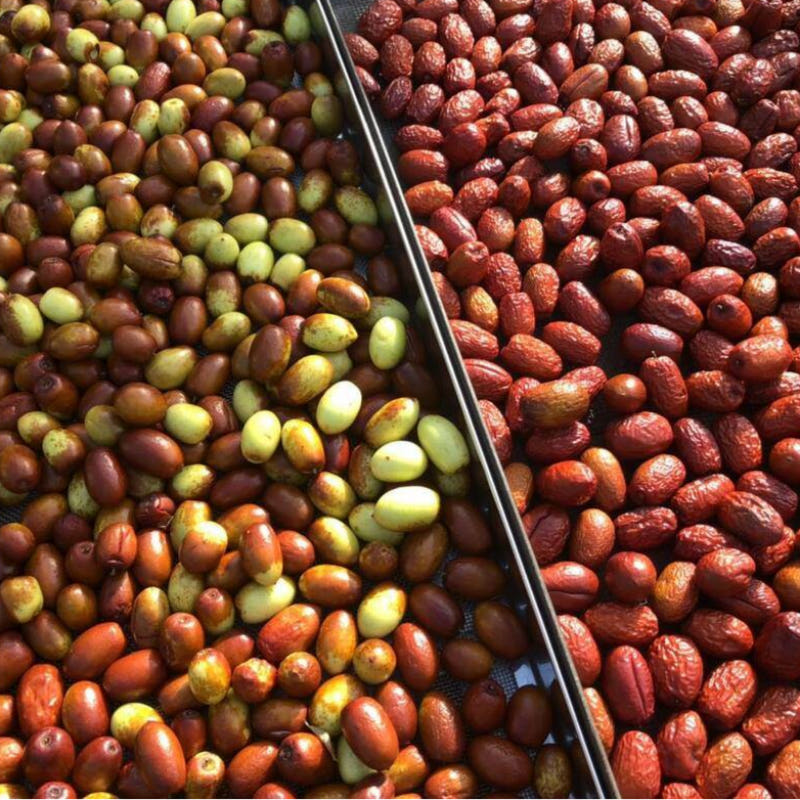 자연가득 경북 경산 대추