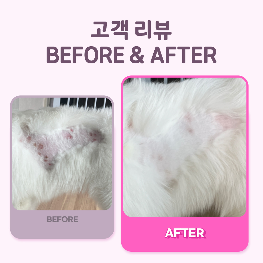 강아지 영양제 추천 면역력과 피부관리 꿀팁 펫또마망 프리미엄 후기와 선택법