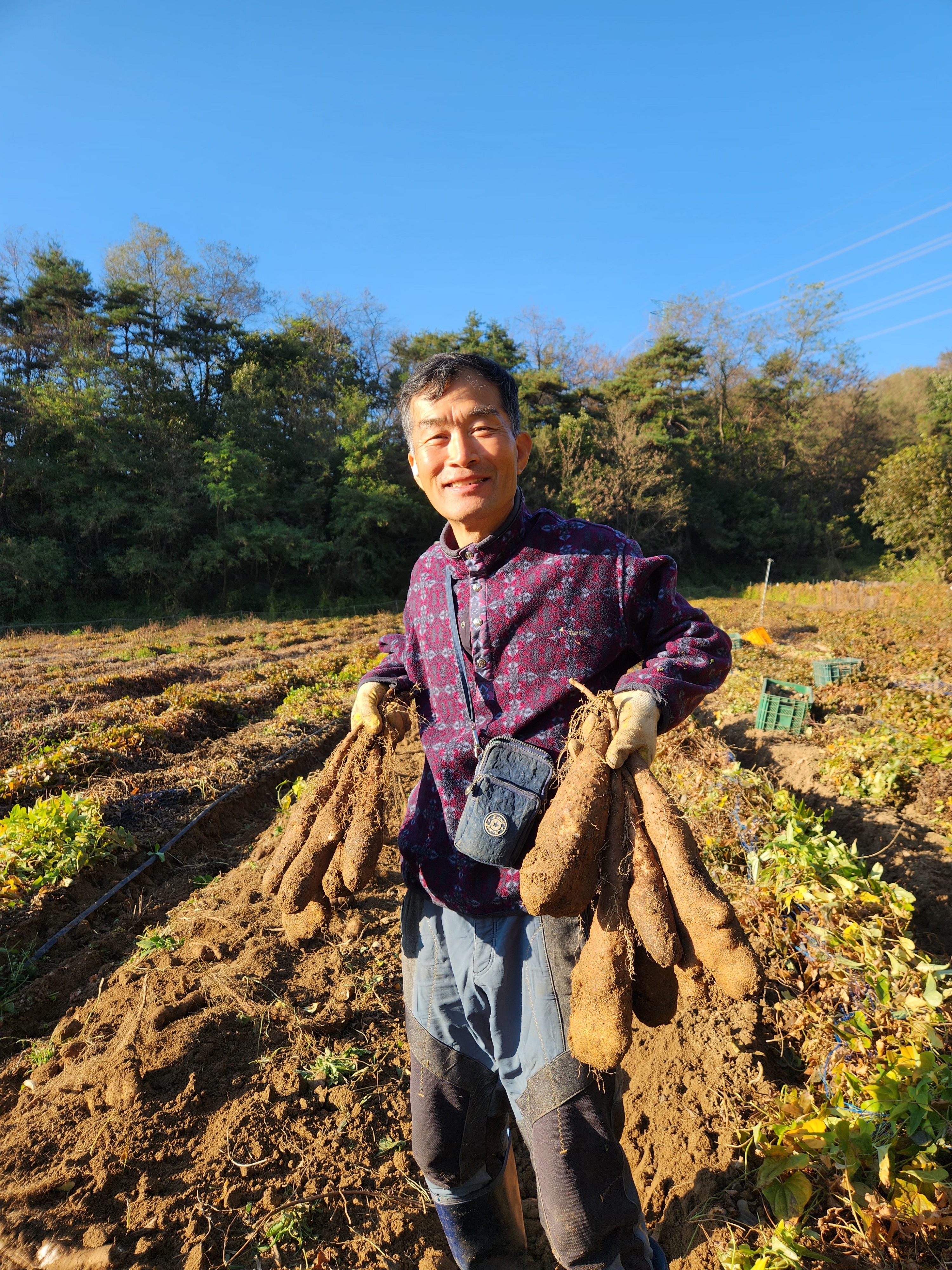 국내산 마 생마 산마 참마 3kg 5kg - 상세 이미지 2