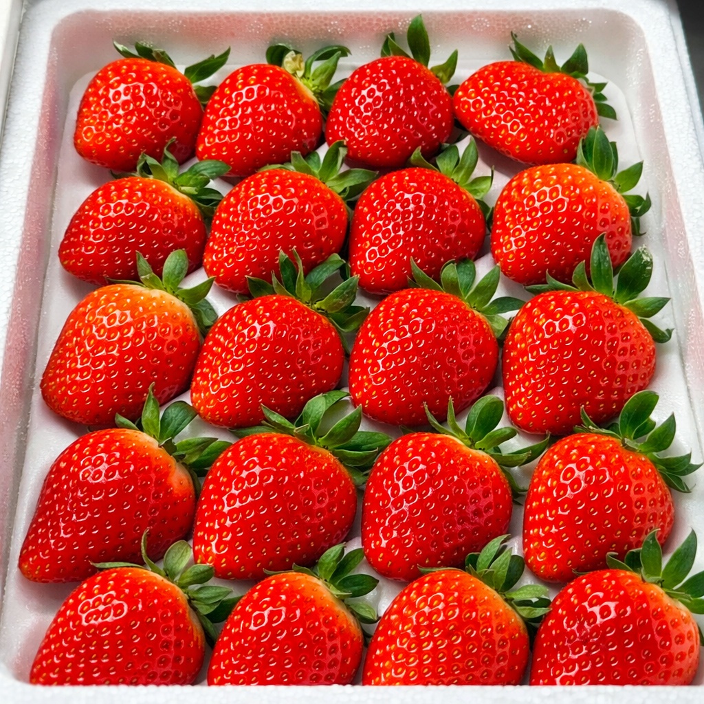 딸기 설향 킹스베리 논산 산지직송 생딸기 제품 이미지