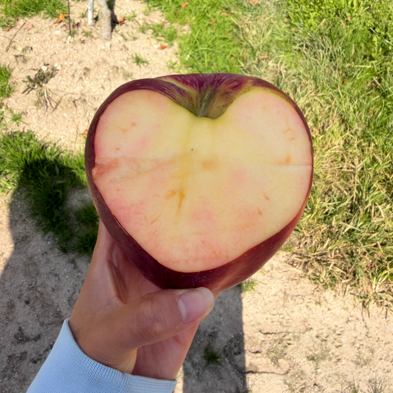 자연가득 복숭아이 은은한 피치애플 가정용 엔부사과 3kg-5kg - 상세 이미지 4