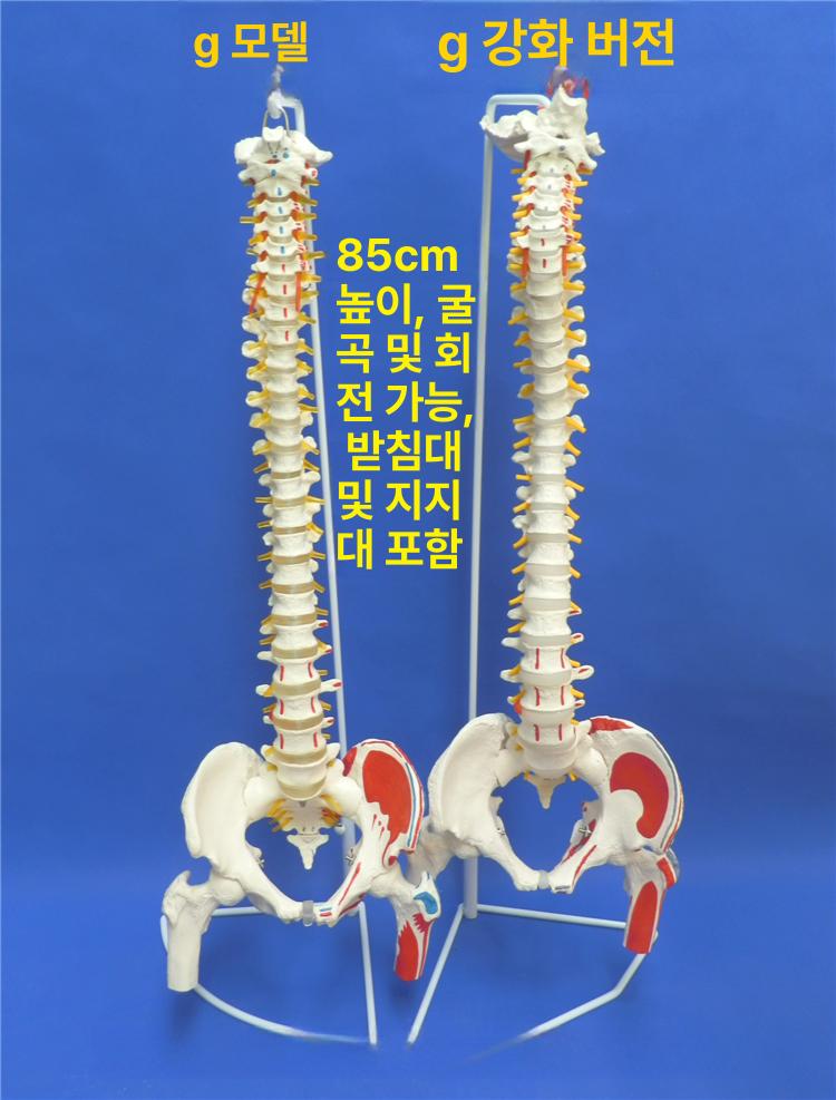 척추모형 해부학모형 요추 관절 정형외과 대학교 과학실 교육모형 - 상세 이미지 4