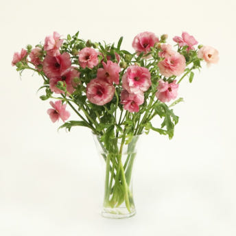 (BEST) 버터플라이 라넌큘러스(3colors) - 제철꽃배송 졸업식 ... 솔직 후기 | 실사용자 리뷰 분석 - 대표 이미지