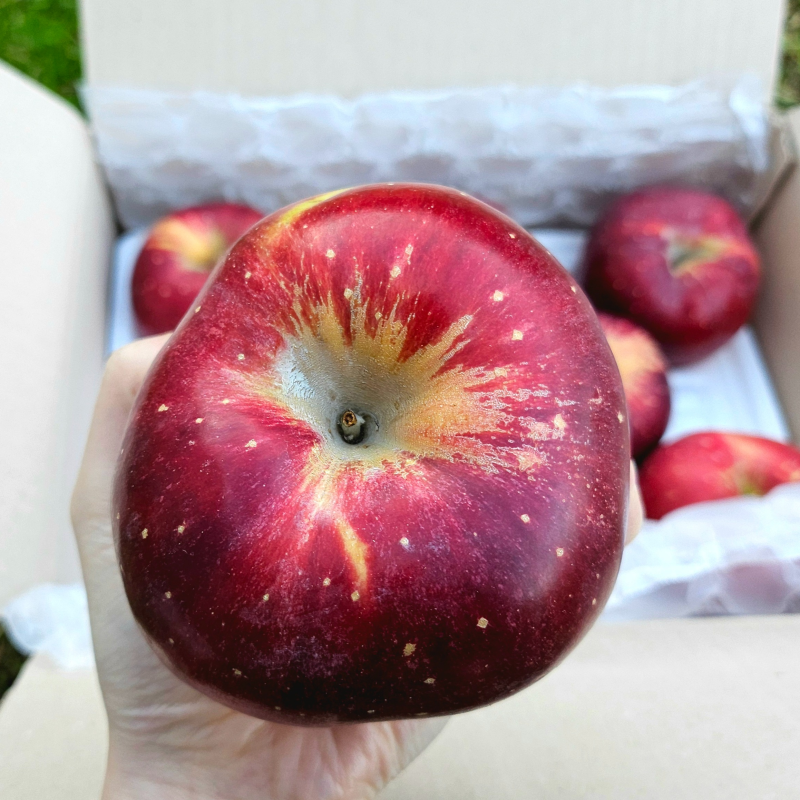 자연가득 복숭아이 은은한 피치애플 가정용 엔부사과 3kg-5kg - 상세 이미지 3