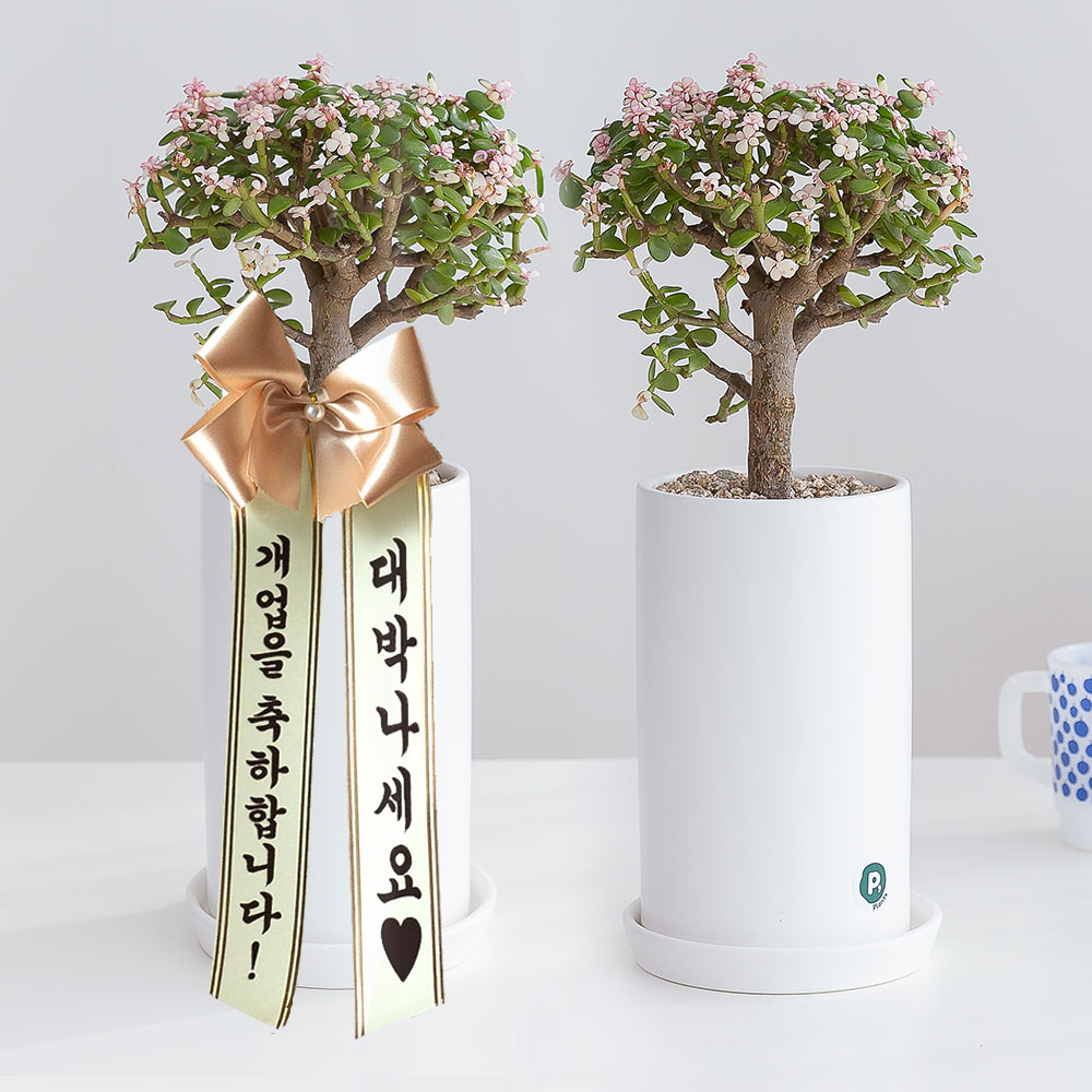 은행목 개업 축하화분 배달 개업식화분 선물 집들이 인테리어식물 거실화분 꽃 중소형 제품 이미지