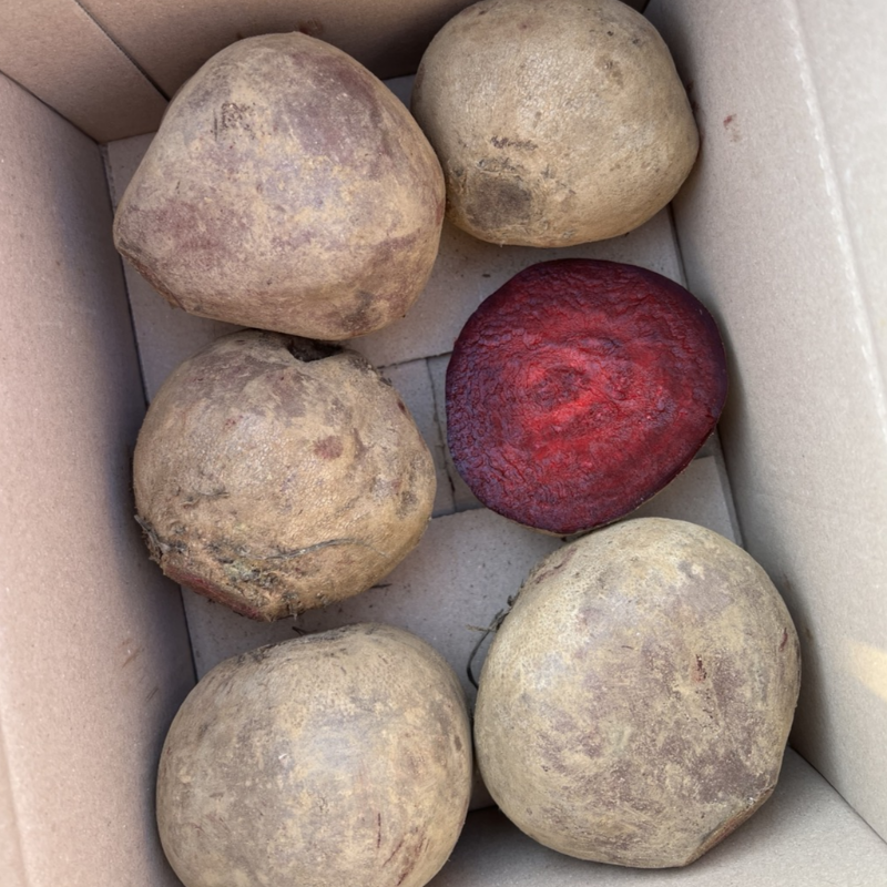 자연가득 샐러드 착즙용 제주 레드비트 2kg-10kg - 상세 이미지 5