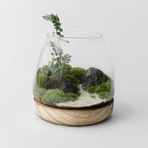 이끼 숲 테라리움 C TYPE 유치원소녀 테라리움 DIY 키트 실사용 후기 | 효과 있을까? - 상품 이미지 1