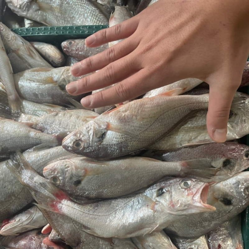 자연가득 국내산 급냉 백조기 1kg 7-12미 내외 - 상세 이미지 2