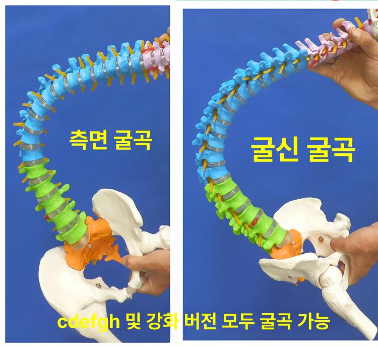 척추모형 해부학모형 요추 관절 정형외과 대학교 과학실 교육모형 - 상세 이미지 2