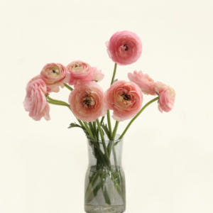 (BEST)라넌큘러스(7colors)ㅣ겨울 봄 제철꽃 생일 탄생화 웨딩부... 솔직 후기 | 실사용자 리뷰 분석 - 상품 이미지 1