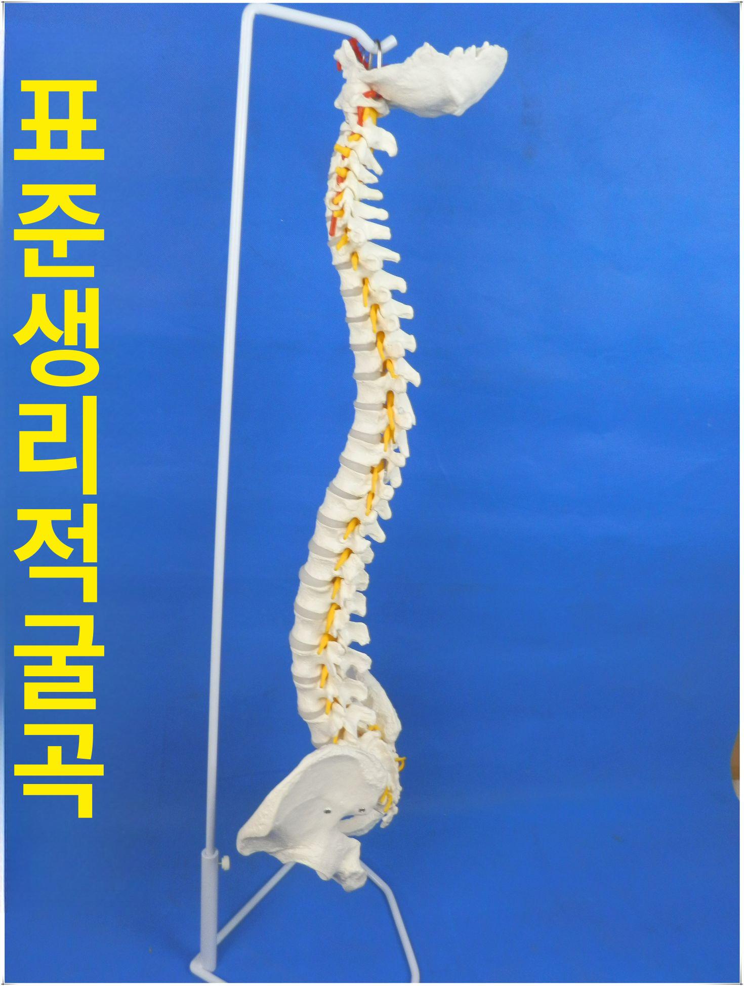 척추모형 해부학모형 요추 관절 정형외과 대학교 과학실 교육모형 - 상세 이미지 3