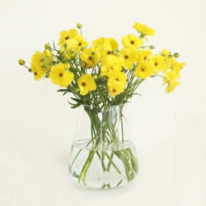 (BEST) 버터플라이 라넌큘러스(3colors) - 제철꽃배송 졸업식 ... 솔직 후기 | 실사용자 리뷰 분석 - 상품 이미지 2