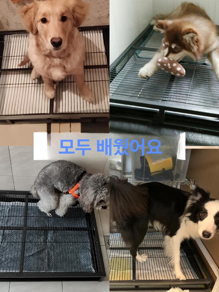 애견 배변패드 배변매트 화장실 방수 가정용 배변 훈련 중형 크로스바 미포함 10kg이하 - 상세 이미지 5