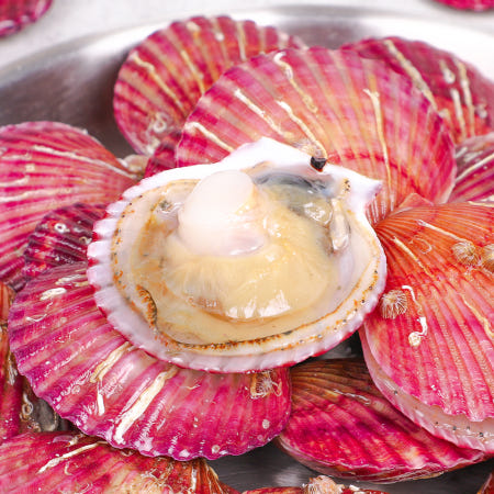 도담이네 제철상점 협력사 통영 제철 비단 홍가리비 5kg 6kg 7kg 8kg 9kg 10kg 세척 선별 생물