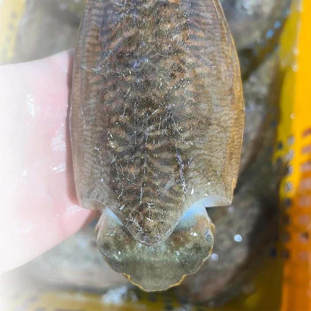 당일바리 생물갑오징어 1kg 2-3미/손질갑오징어1kg - 상세 이미지 2