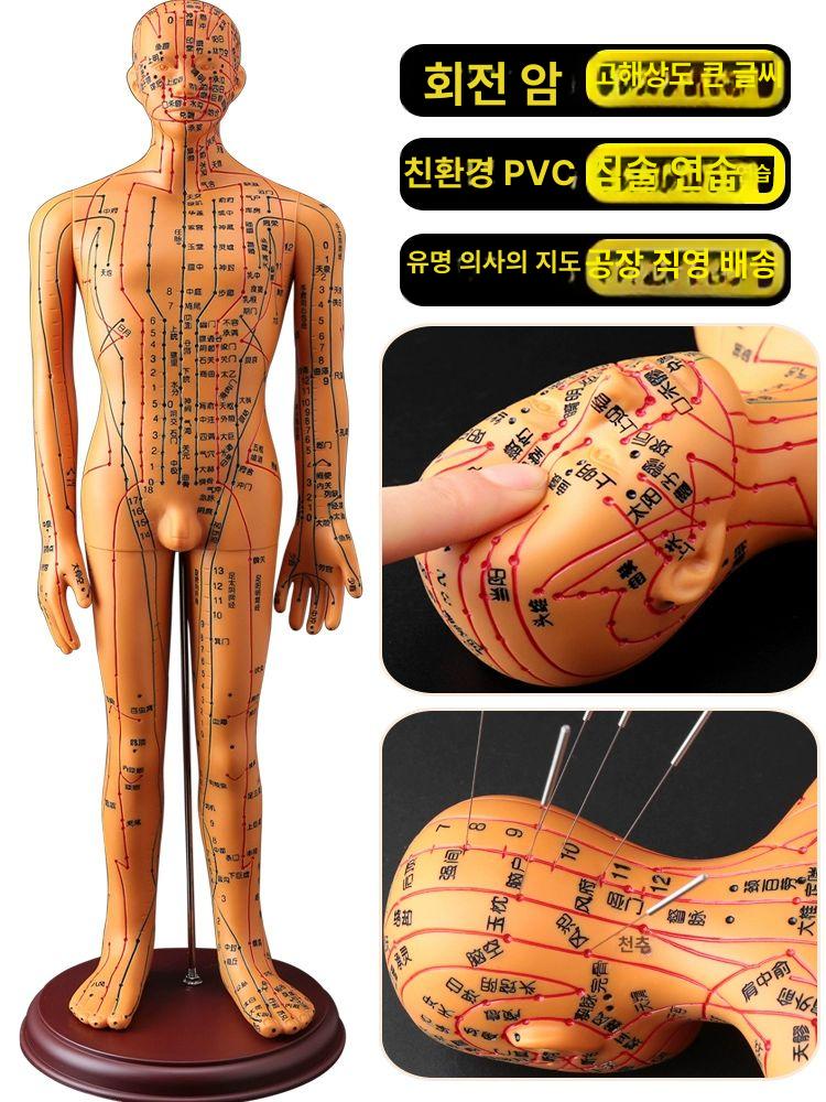 경혈 인체경락 침술 실습 경락 마네킹 교육용 교구 침구 50cm 구리 남성 단단한 버전 - 상세 이미지 3