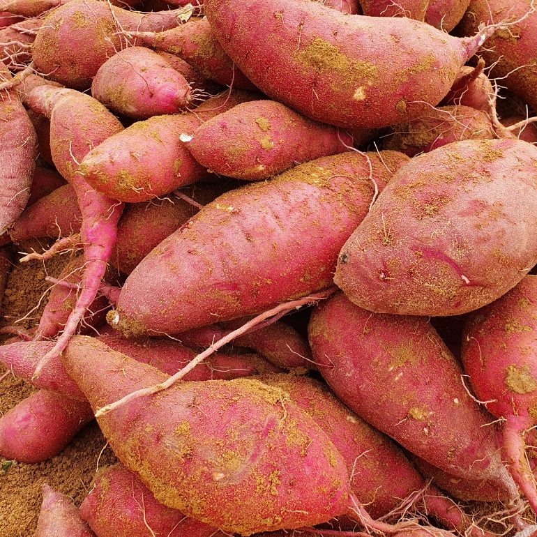 해남 꿀 고구마 베니하루카 햇고구마 한입, 5kg, 1개 - 상품 이미지