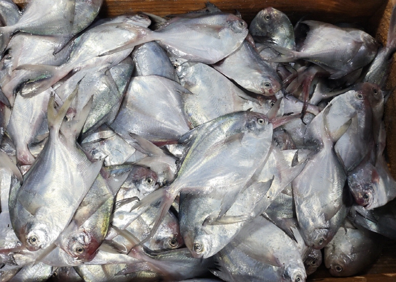 국산신선급냉 손질병어 병어구이1kg 10-12미(500g2팩) 순살갈치 - 상품 이미지