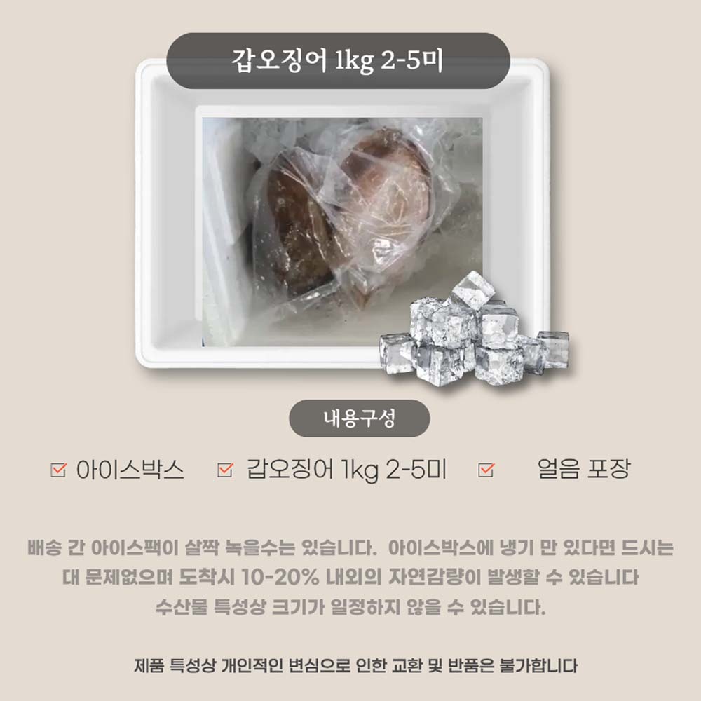 당일바리 생물갑오징어 1kg 2-3미/손질갑오징어1kg 이미지 7