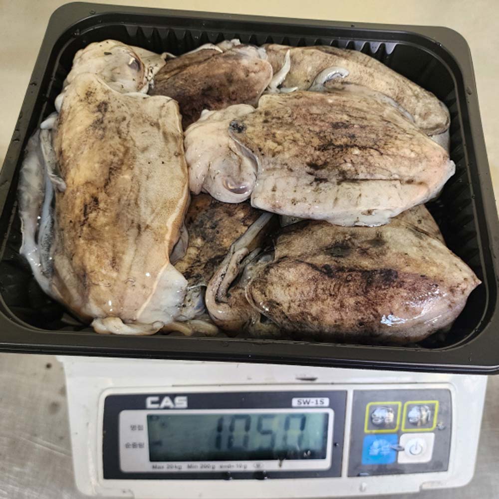 당일바리 생물갑오징어 1kg 2-3미/손질갑오징어1kg - 상세 이미지 4